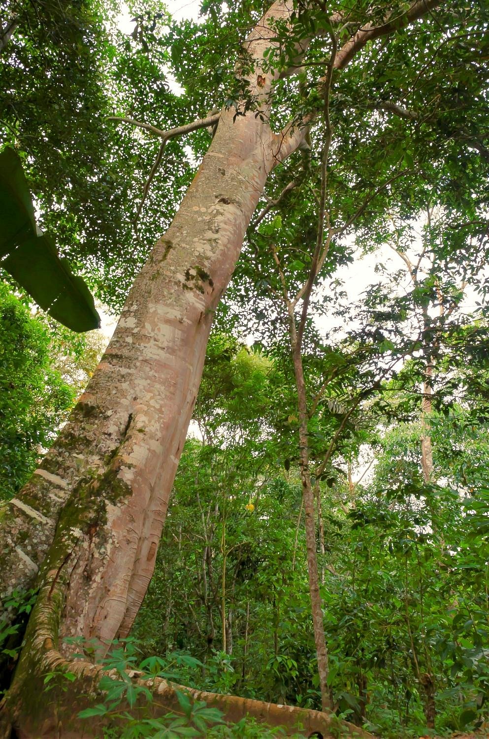 ALTA VISTA CASA HOTEL MOYOBAMBA