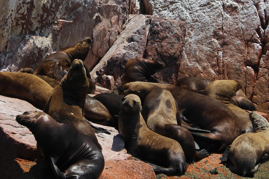 TOUR PARACAS - ICA FULL DAY PARACAS