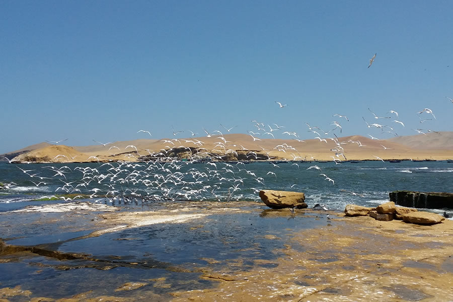TOUR PARACAS - ICA FULL DAY PARACAS