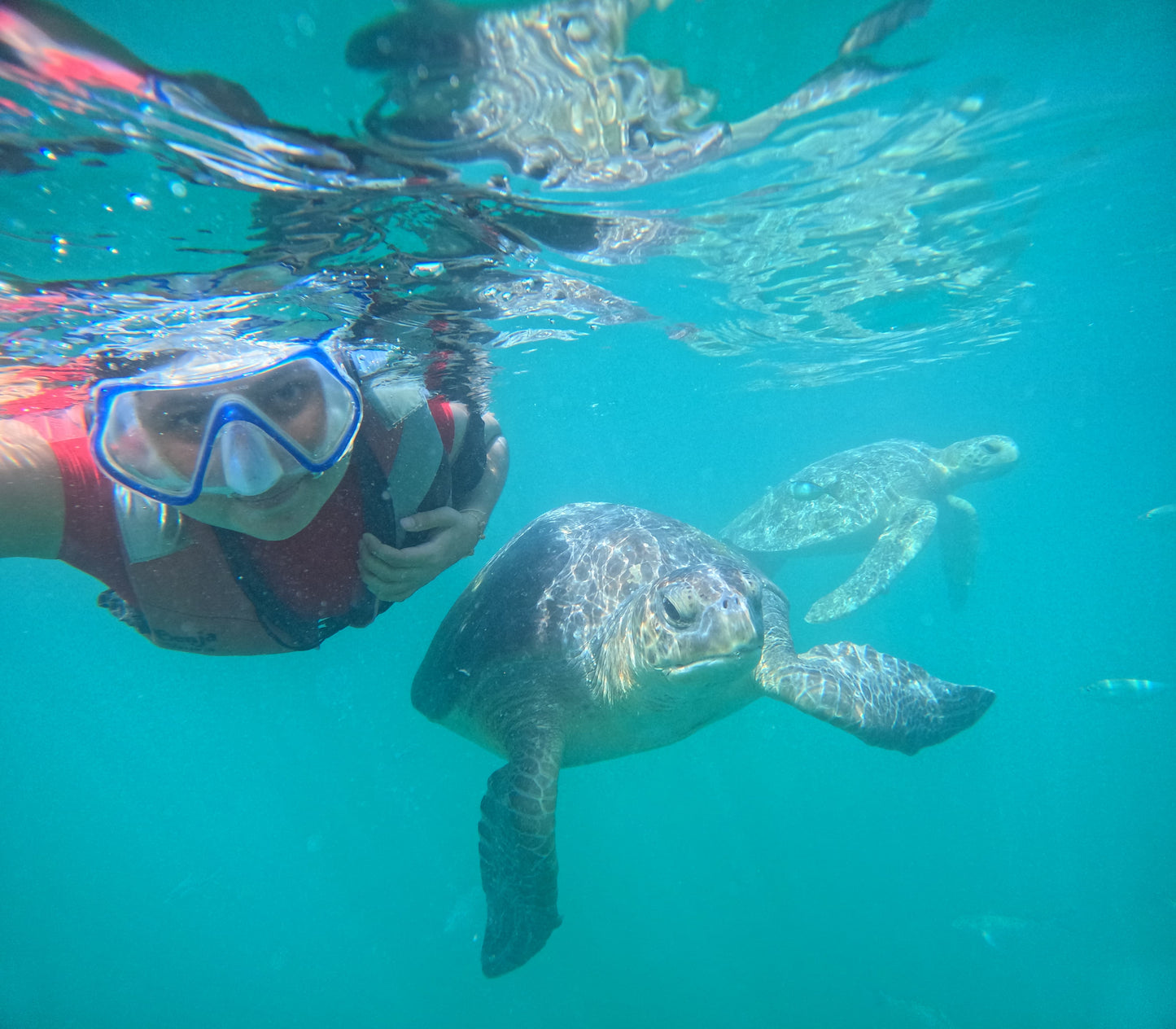 SWIM WITH TURTLES WITH COASTAL RIDE AND CEVICHE ON BOARD IN SLIDER