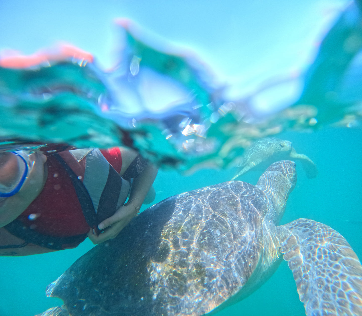 SWIM WITH TURTLES WITH COASTAL RIDE AND CEVICHE ON BOARD IN SLIDER