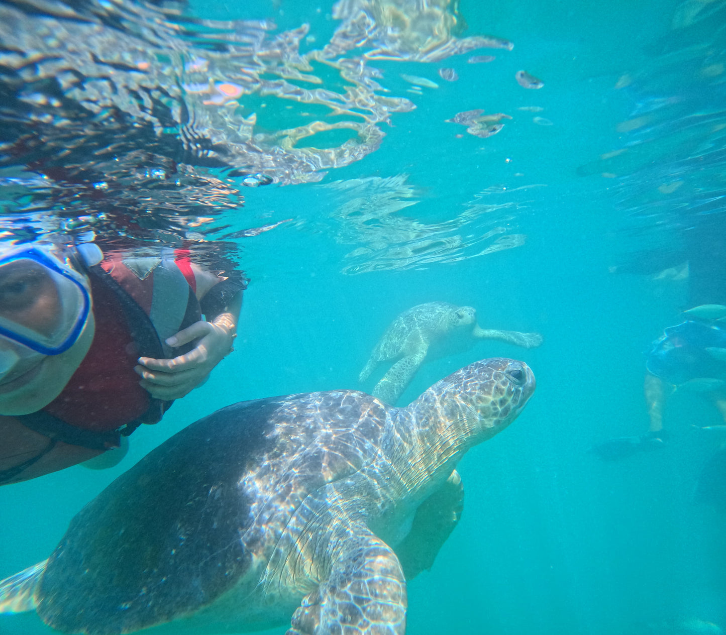 SWIM WITH TURTLES WITH COASTAL RIDE AND CEVICHE ON BOARD IN SLIDER