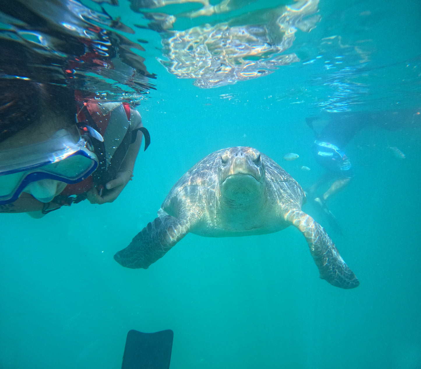 SWIM WITH TURTLES WITH COASTAL RIDE AND CEVICHE ON BOARD IN SLIDER