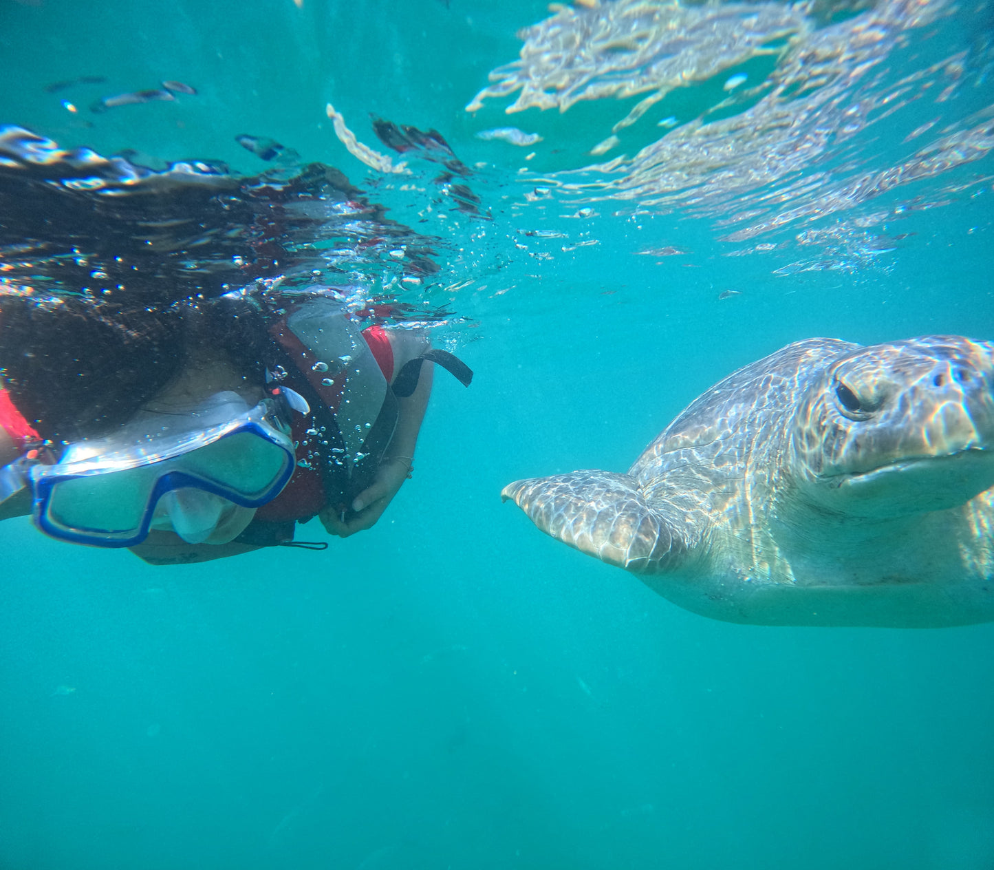 SWIMMING WITH TURTLES WITH TRANSFER ON A BANANA