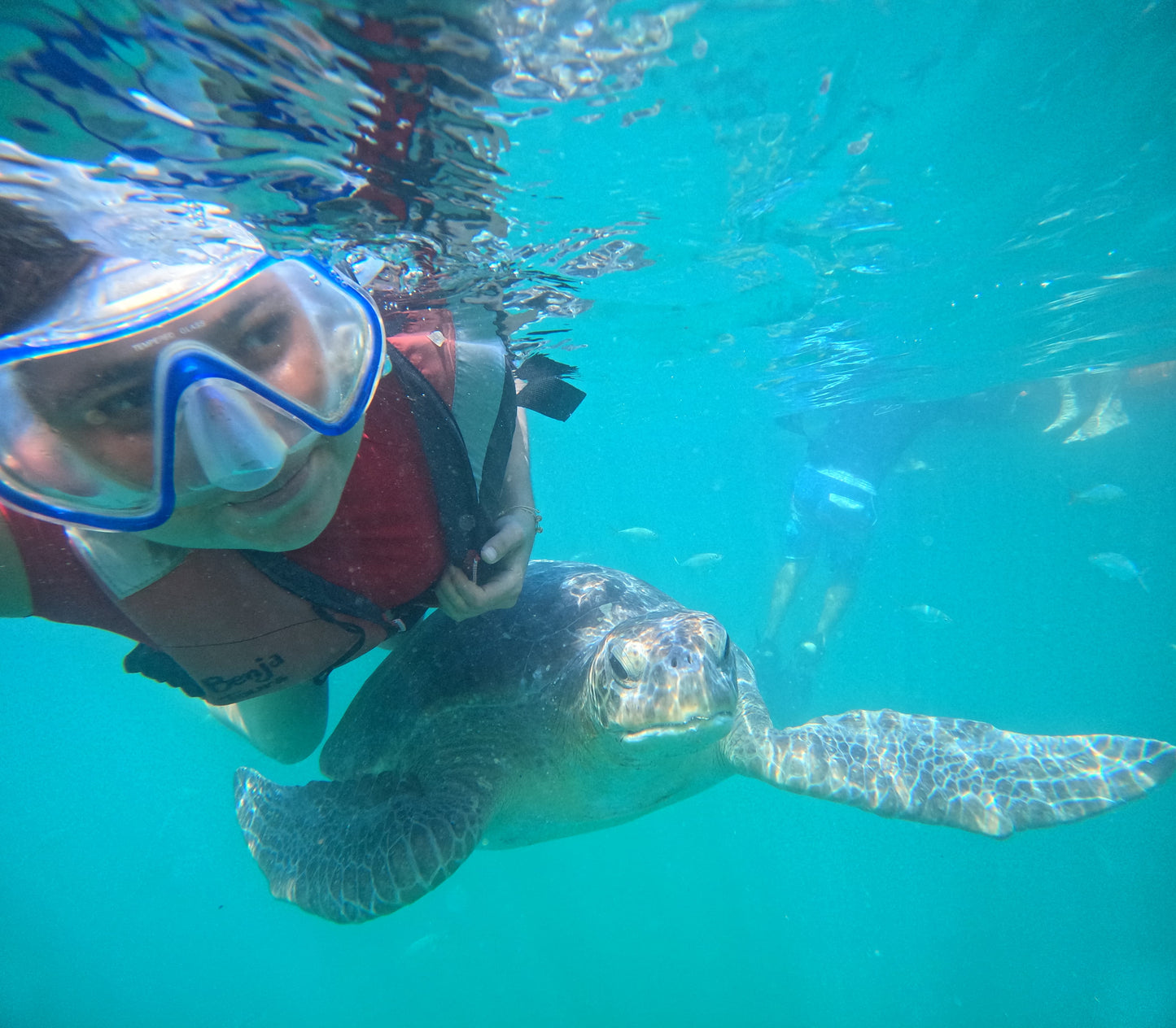 SWIMMING WITH TURTLES WITH TRANSFER ON A BANANA