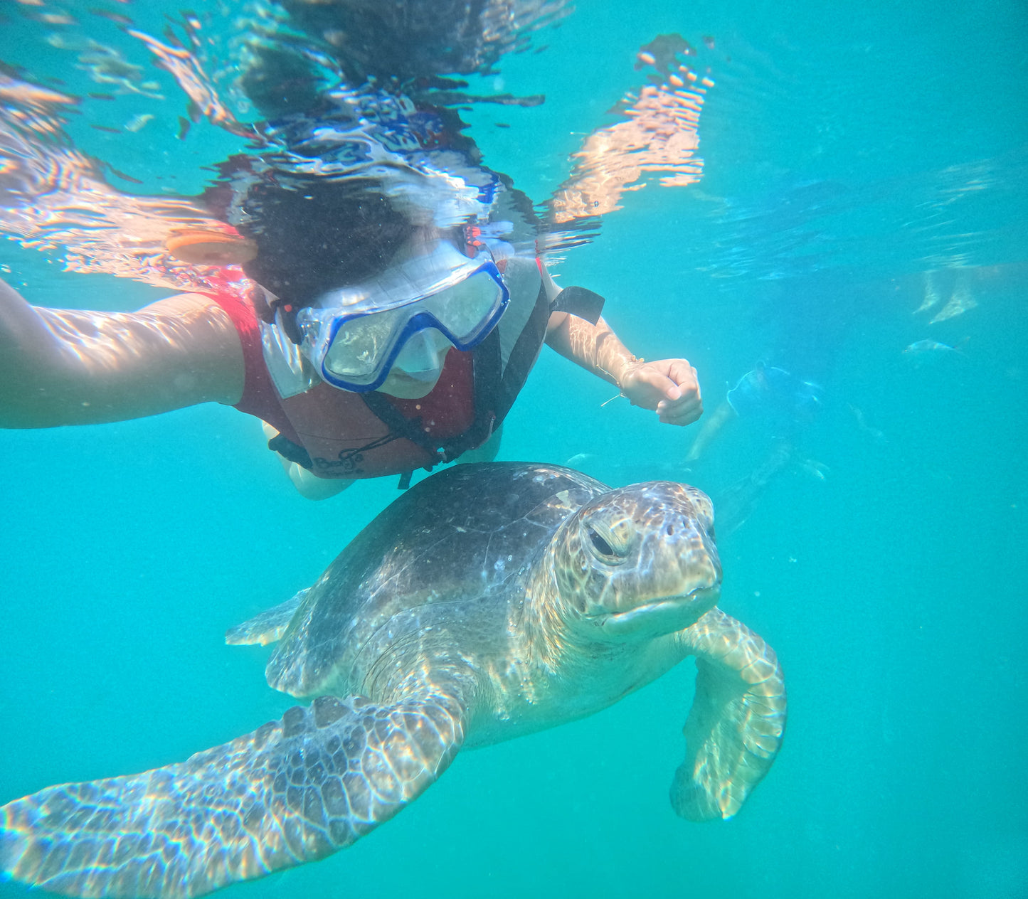 SWIMMING WITH TURTLES WITH TRANSFER ON A BANANA