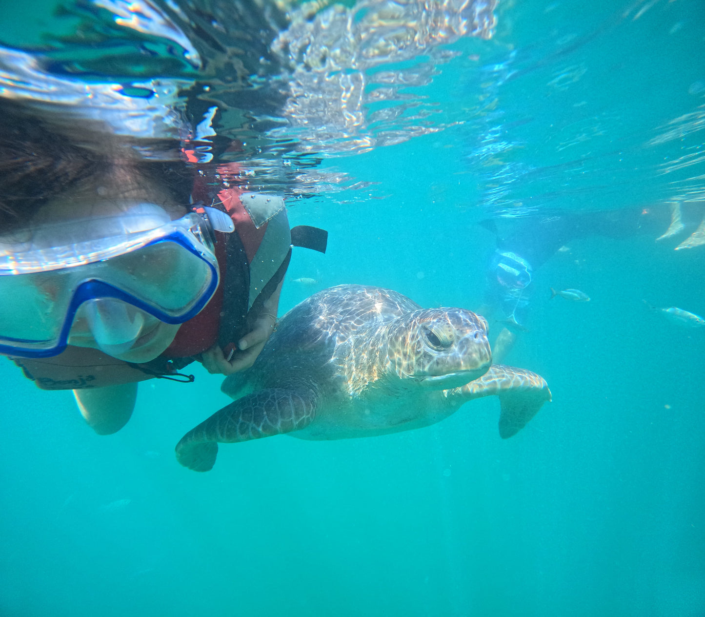 SWIM WITH TURTLES WITH COASTAL RIDE AND CEVICHE ON BOARD IN SLIDER