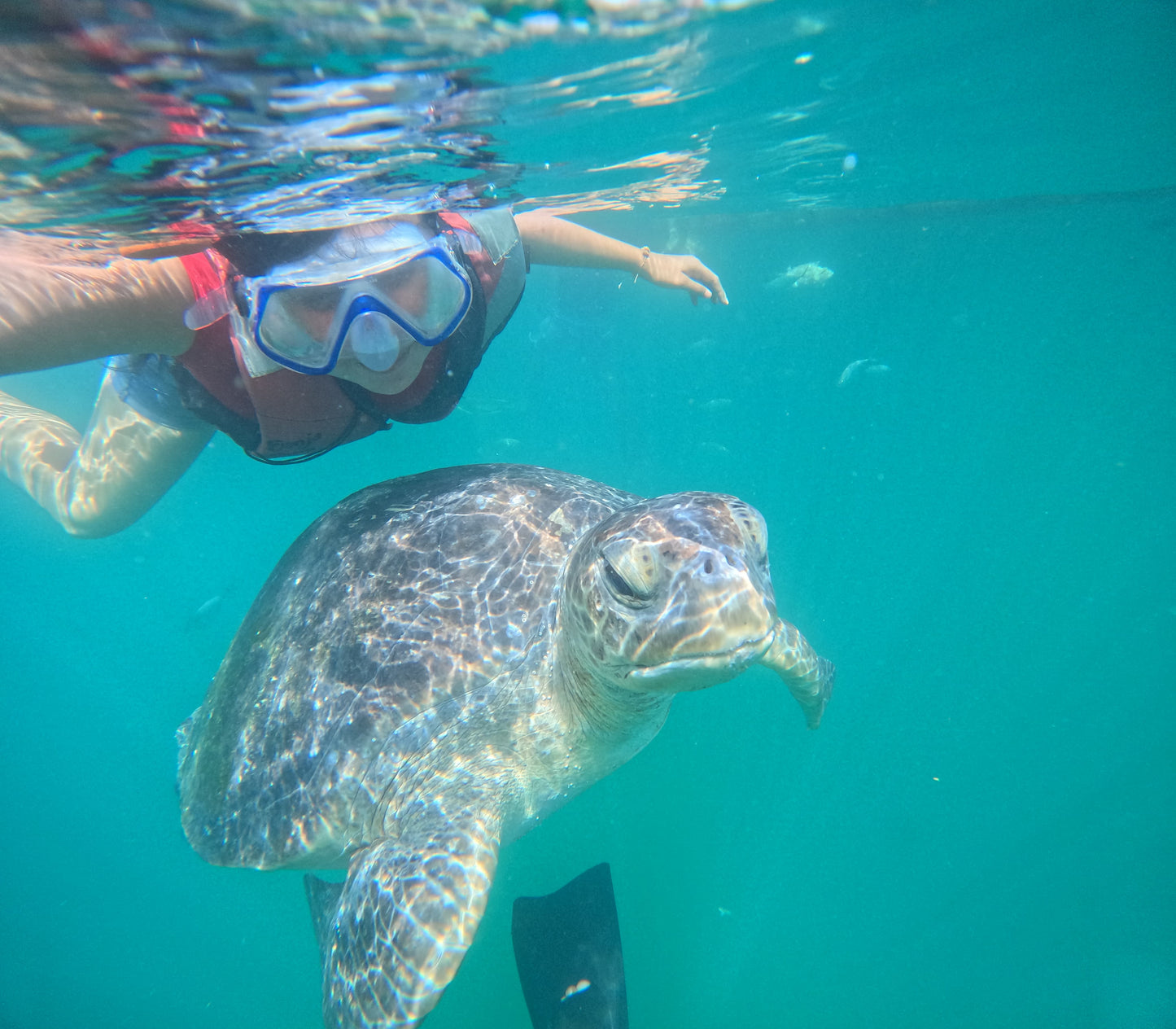 SWIM WITH TURTLES WITH COASTAL RIDE AND CEVICHE ON BOARD IN SLIDER