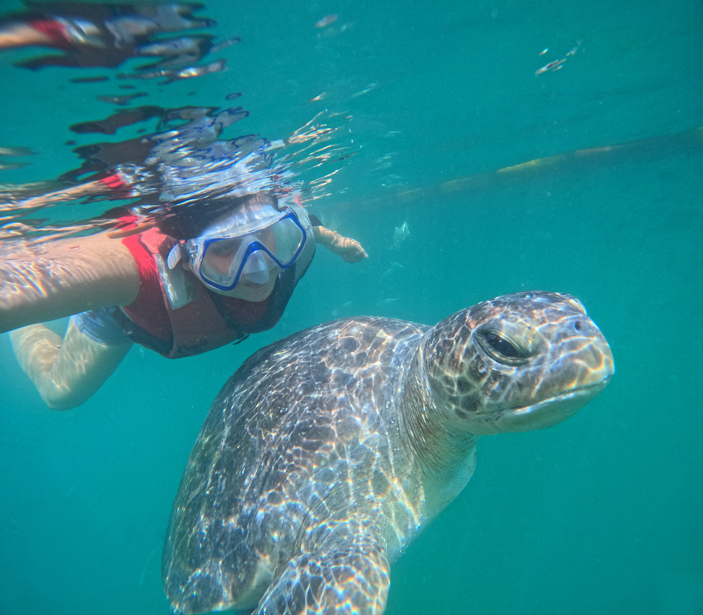 SWIM WITH TURTLES WITH COASTAL RIDE AND CEVICHE ON BOARD IN SLIDER