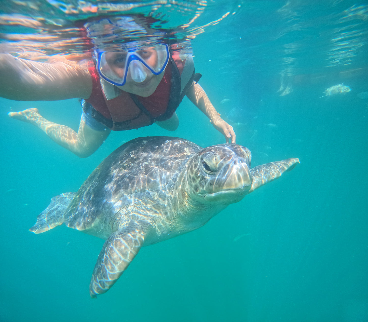 SWIM WITH TURTLES WITH COASTAL RIDE AND CEVICHE ON BOARD IN SLIDER