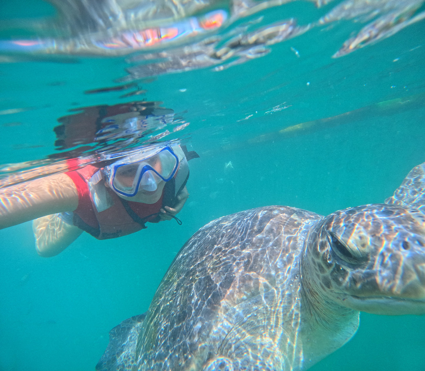 SWIMMING WITH TURTLES WITH TRANSFER ON A BANANA