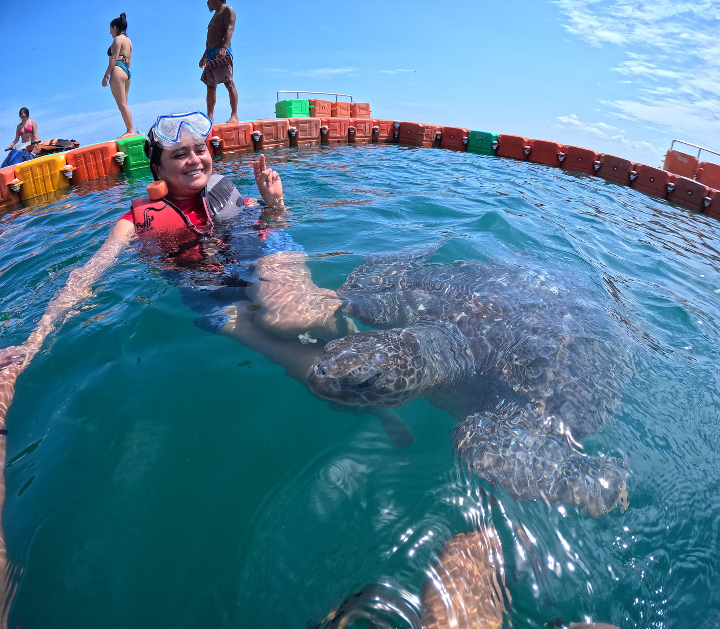 SWIMMING WITH TURTLES WITH TRANSFER ON A BANANA
