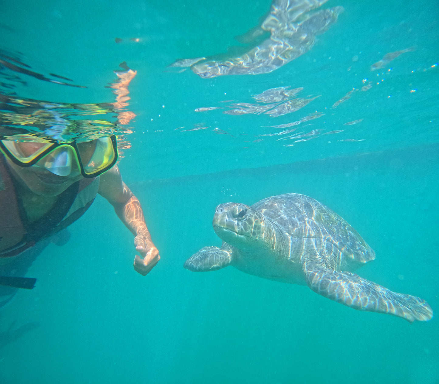 SWIM WITH TURTLES WITH COASTAL RIDE AND CEVICHE ON BOARD IN SLIDER