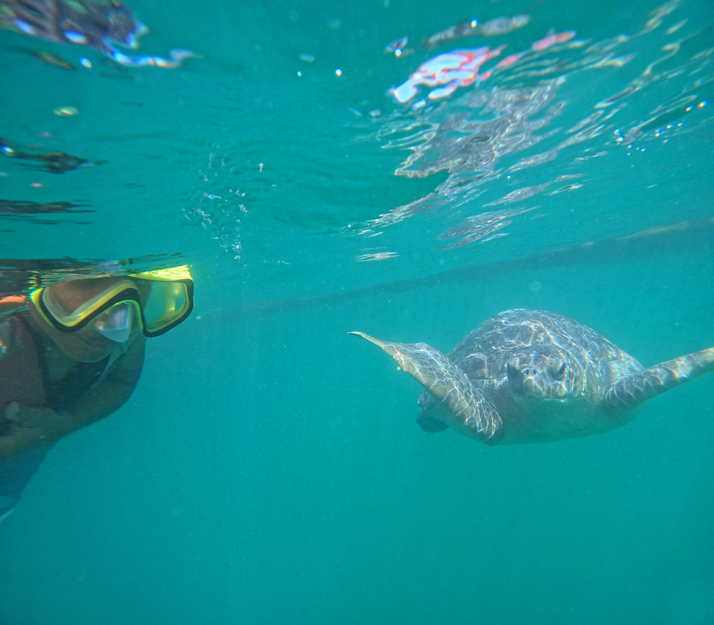 SWIM WITH TURTLES WITH COASTAL RIDE AND CEVICHE ON BOARD IN SLIDER