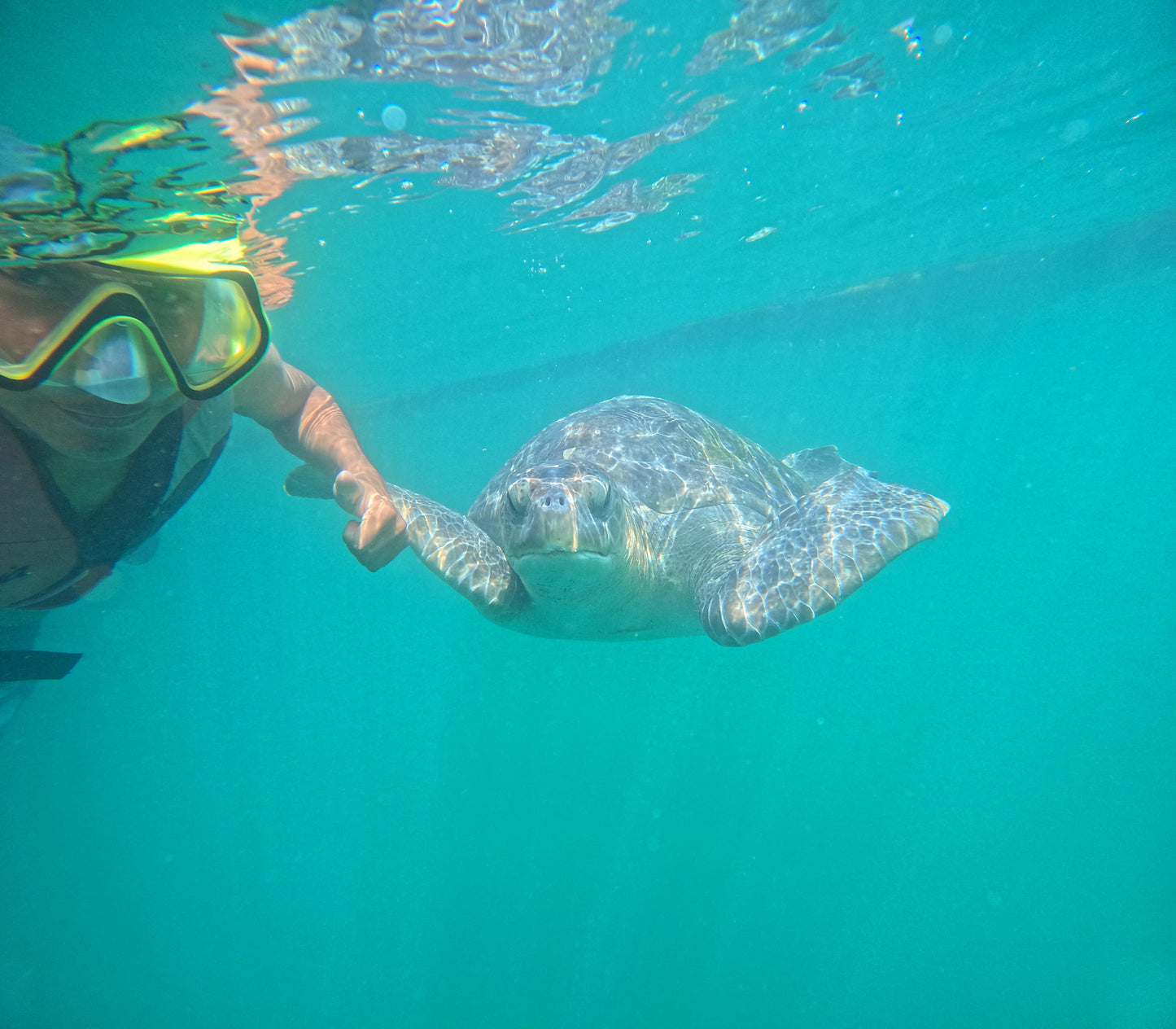 SWIM WITH TURTLES WITH COASTAL RIDE AND CEVICHE ON BOARD IN SLIDER