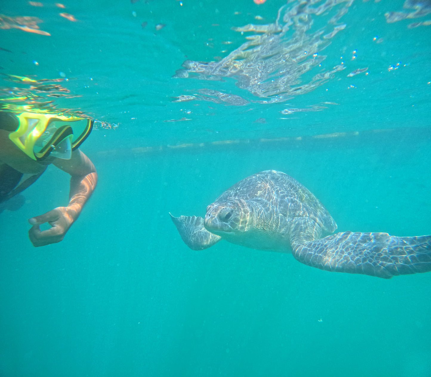 SWIM WITH TURTLES WITH COASTAL RIDE AND CEVICHE ON BOARD IN SLIDER