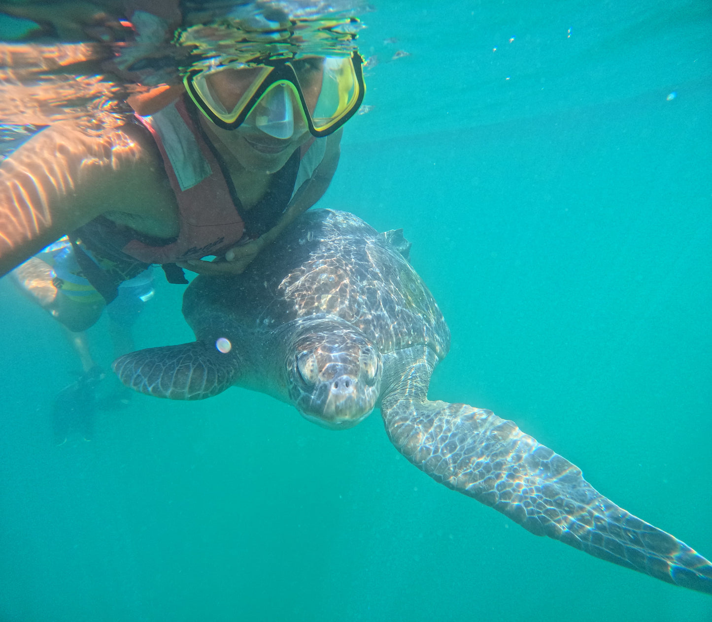 SWIM WITH TURTLES WITH COASTAL RIDE AND CEVICHE ON BOARD IN SLIDER