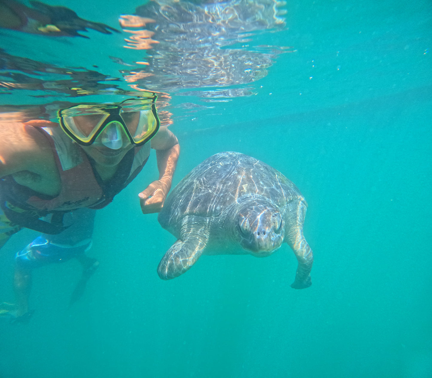 SWIMMING WITH TURTLES WITH TRANSFER ON A BANANA