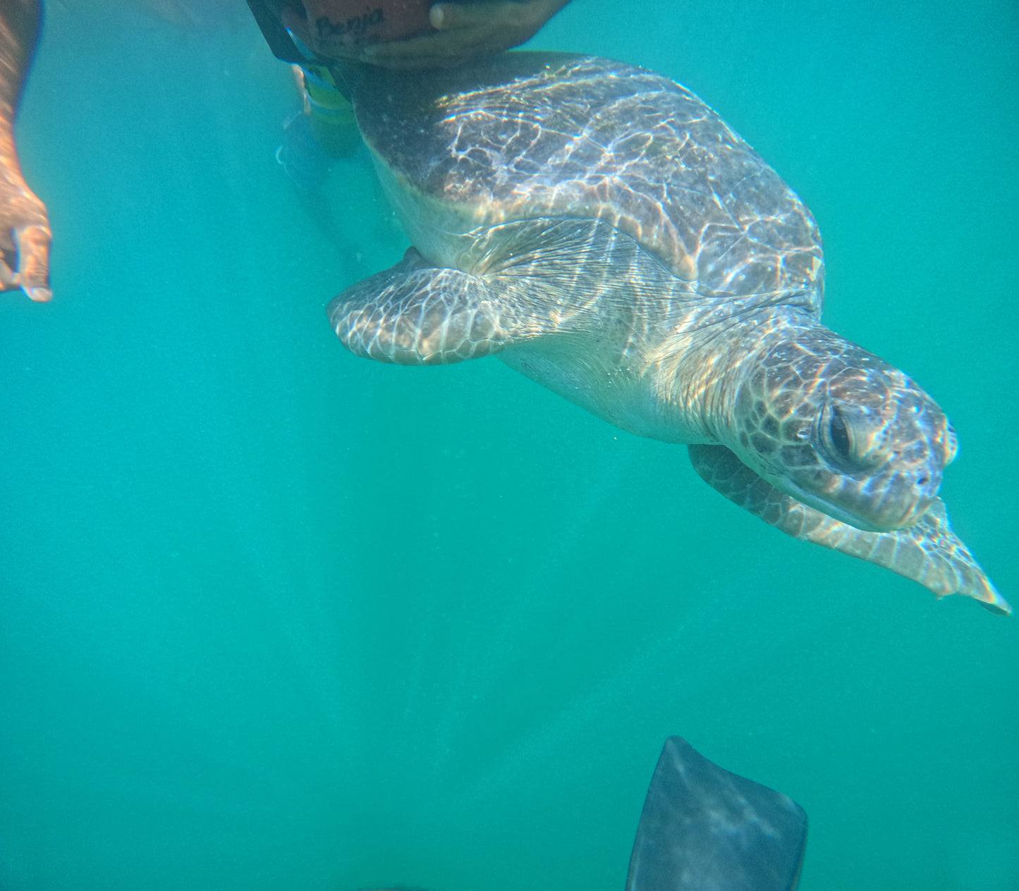 SWIM WITH TURTLES WITH COASTAL RIDE AND CEVICHE ON BOARD IN SLIDER