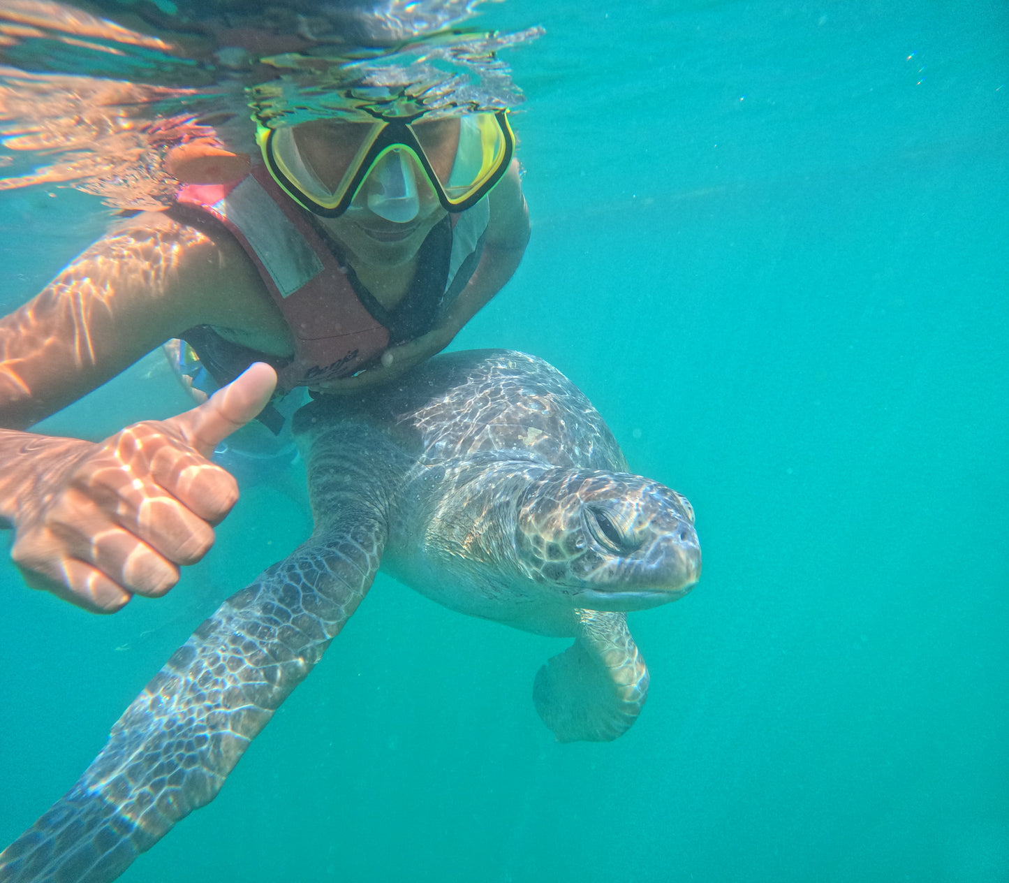 SWIM WITH TURTLES WITH COASTAL RIDE AND CEVICHE ON BOARD IN SLIDER