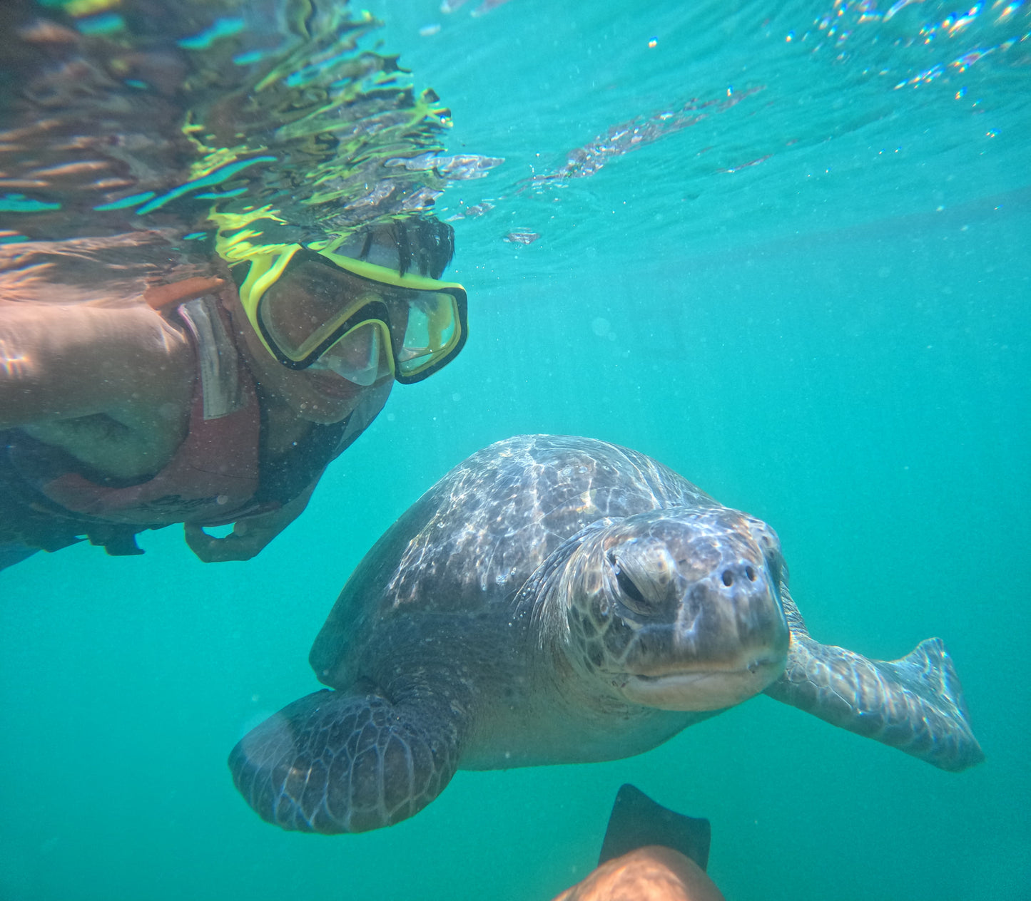 SWIM WITH TURTLES WITH COASTAL RIDE AND CEVICHE ON BOARD IN SLIDER