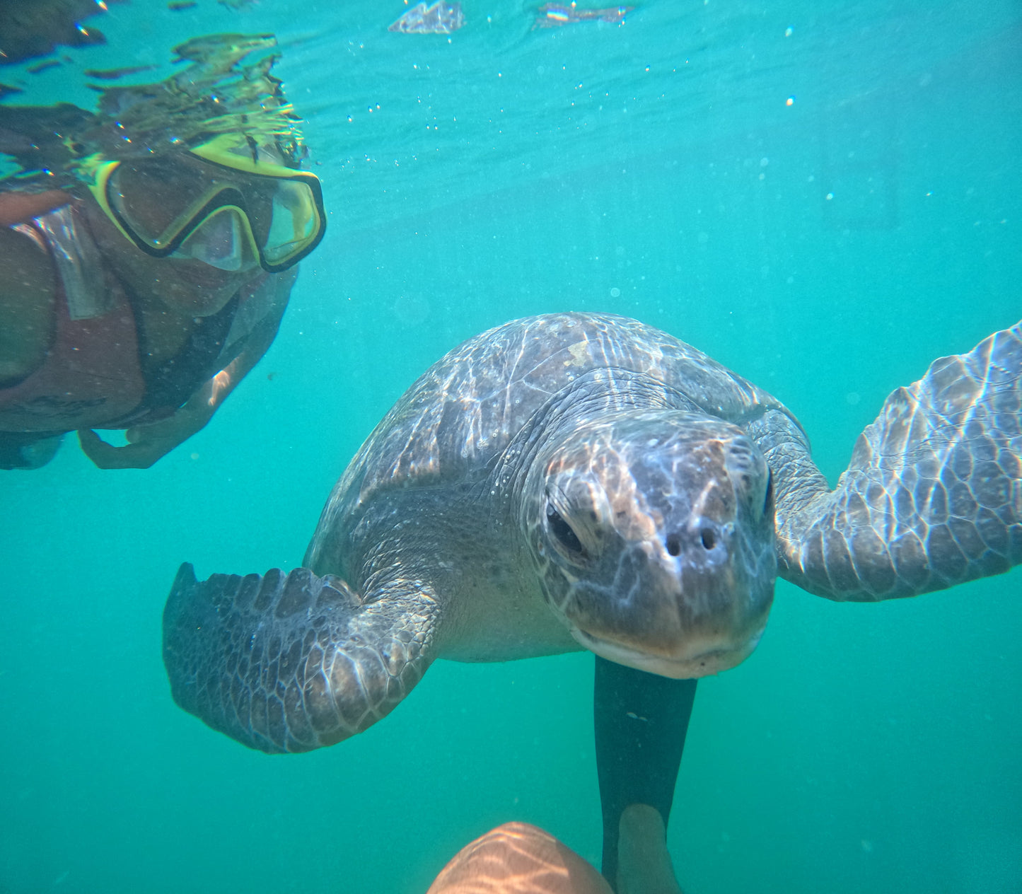 SWIM WITH TURTLES WITH COASTAL RIDE AND CEVICHE ON BOARD IN SLIDER