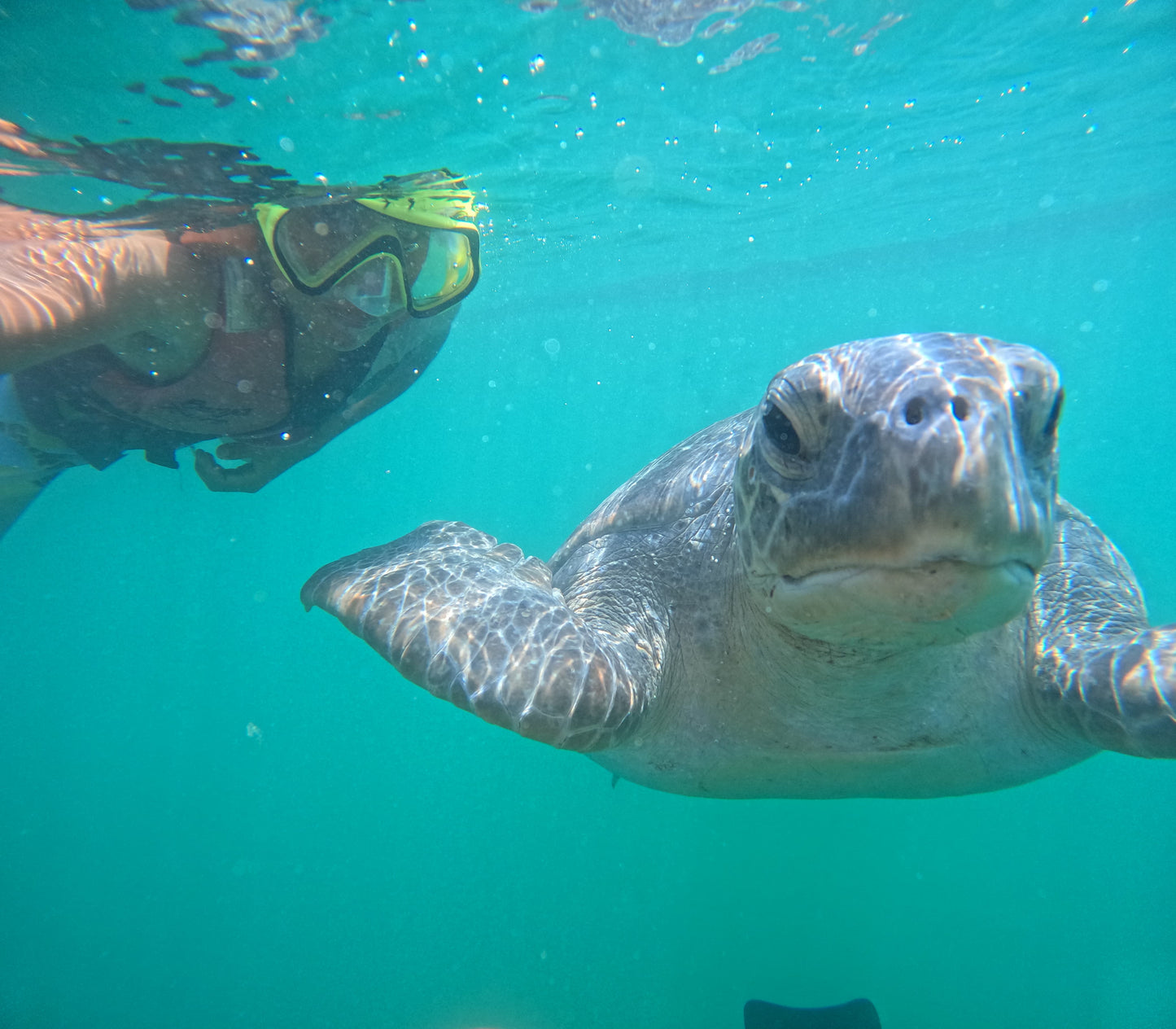 SWIM WITH TURTLES WITH COASTAL RIDE AND CEVICHE ON BOARD IN SLIDER