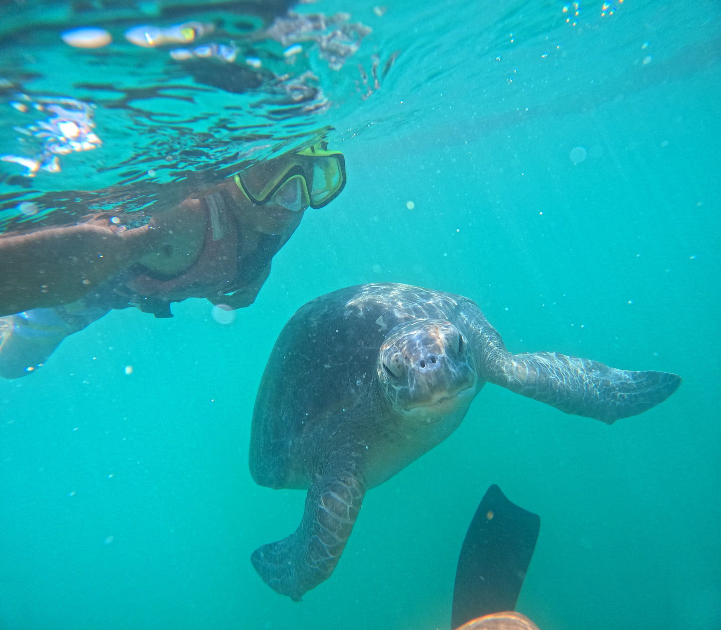 SWIM WITH TURTLES WITH COASTAL RIDE AND CEVICHE ON BOARD IN SLIDER
