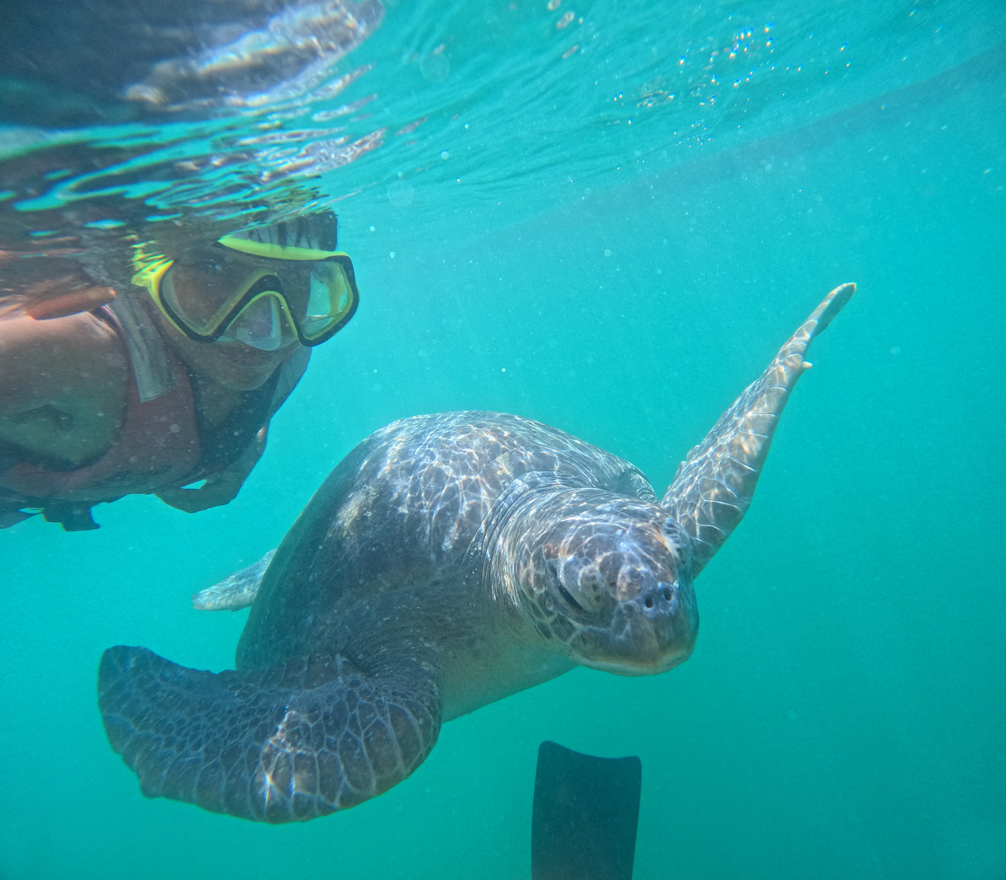 SWIM WITH TURTLES WITH COASTAL RIDE AND CEVICHE ON BOARD IN SLIDER