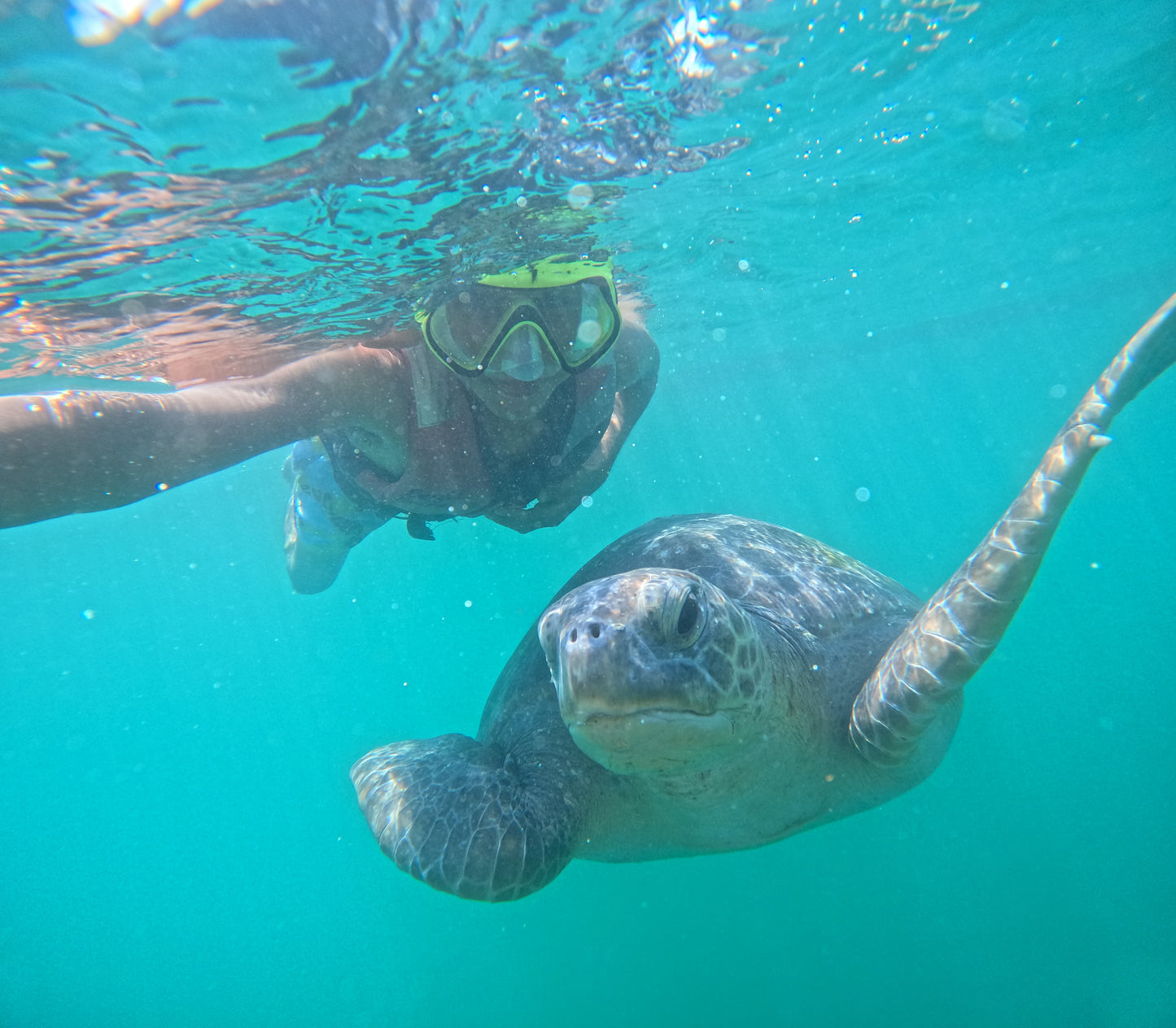 SWIMMING WITH TURTLES WITH TRANSFER ON A BANANA
