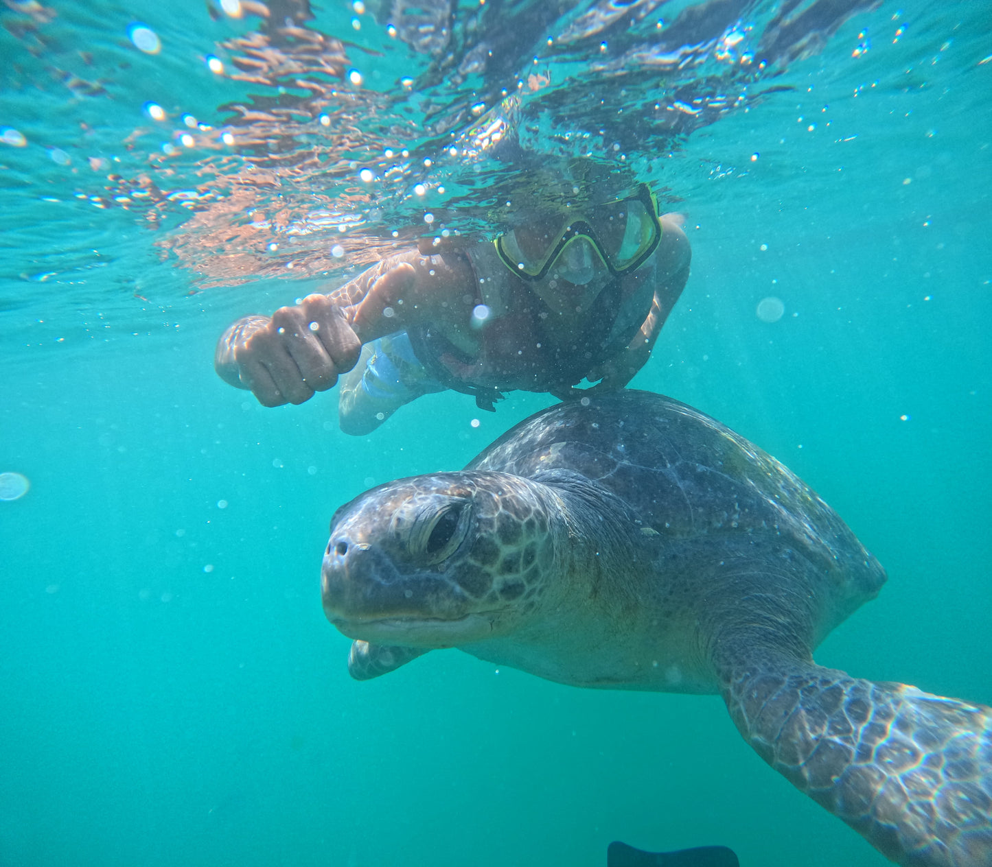SWIMMING WITH TURTLES WITH TRANSFER ON A BANANA