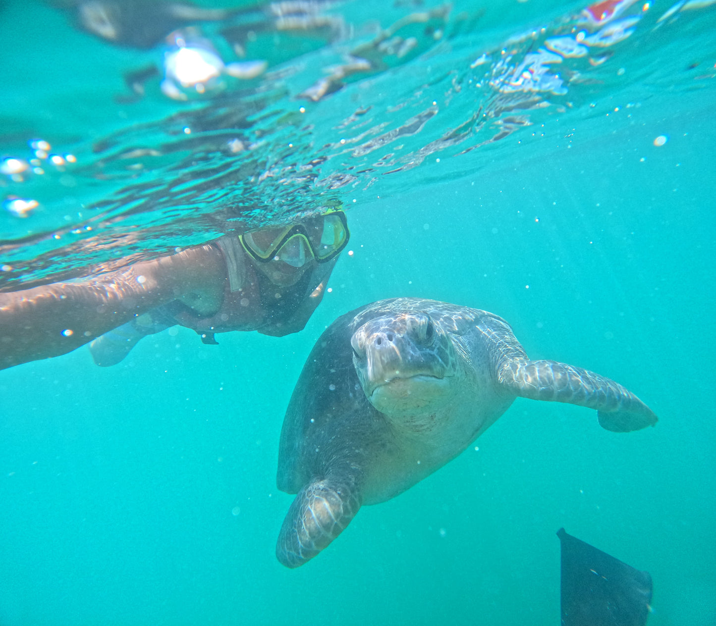 SWIMMING WITH TURTLES WITH TRANSFER ON A BANANA
