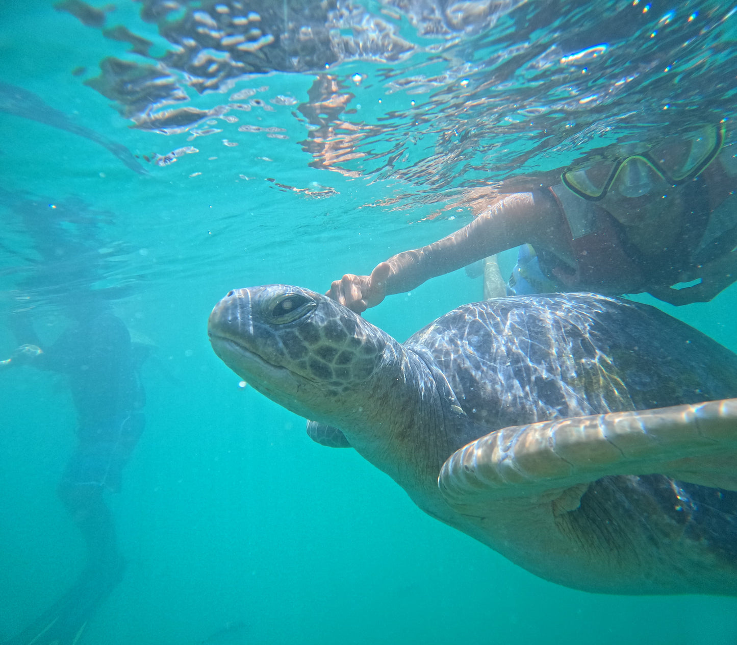 SWIM WITH TURTLES WITH COASTAL RIDE AND CEVICHE ON BOARD IN SLIDER