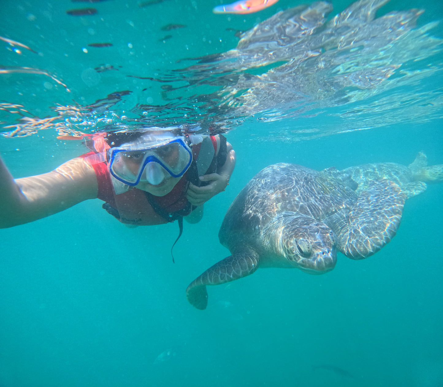 SWIM WITH TURTLES WITH COASTAL RIDE AND CEVICHE ON BOARD IN SLIDER