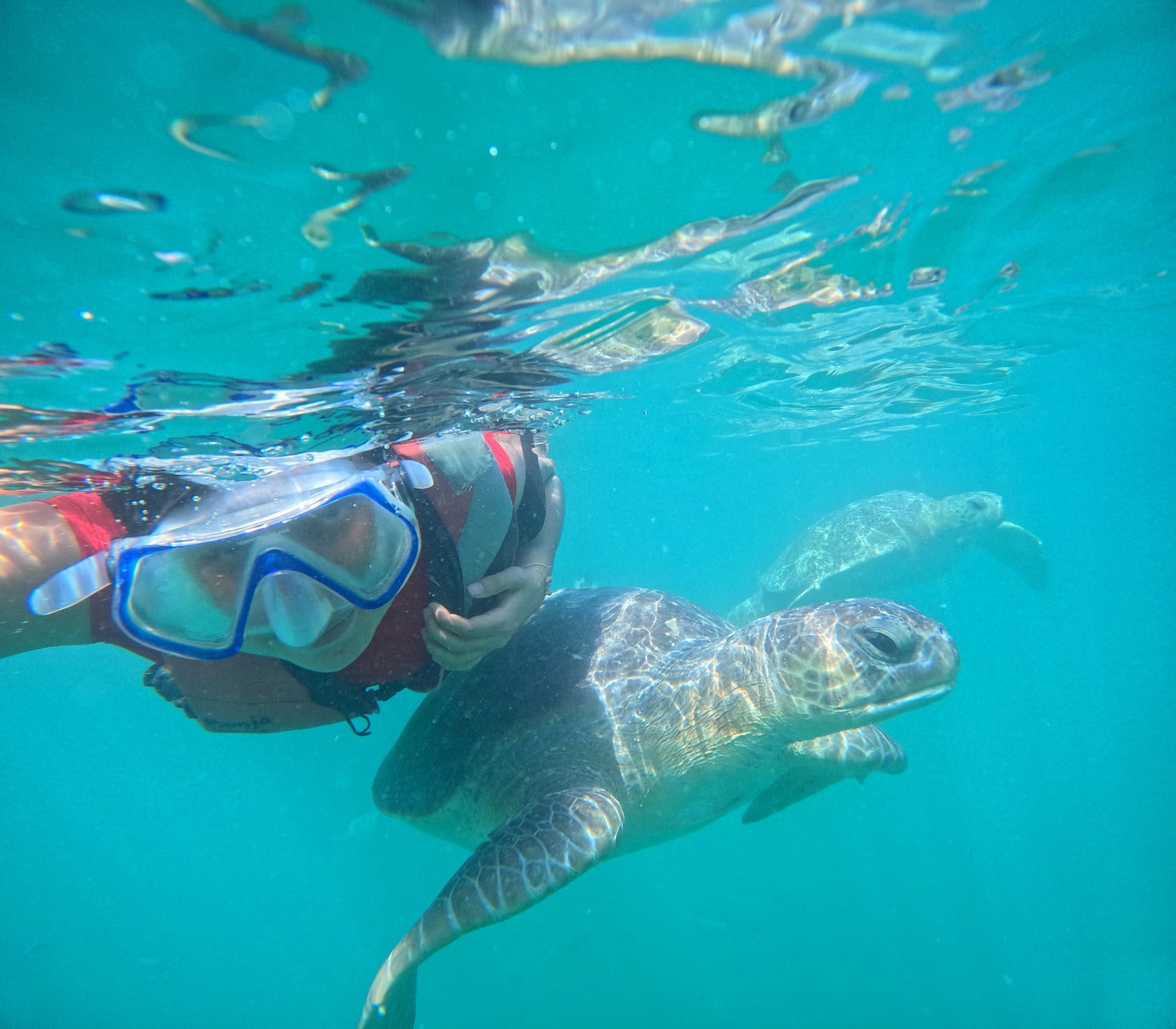 SWIM WITH TURTLES WITH COASTAL RIDE AND CEVICHE ON BOARD IN SLIDER