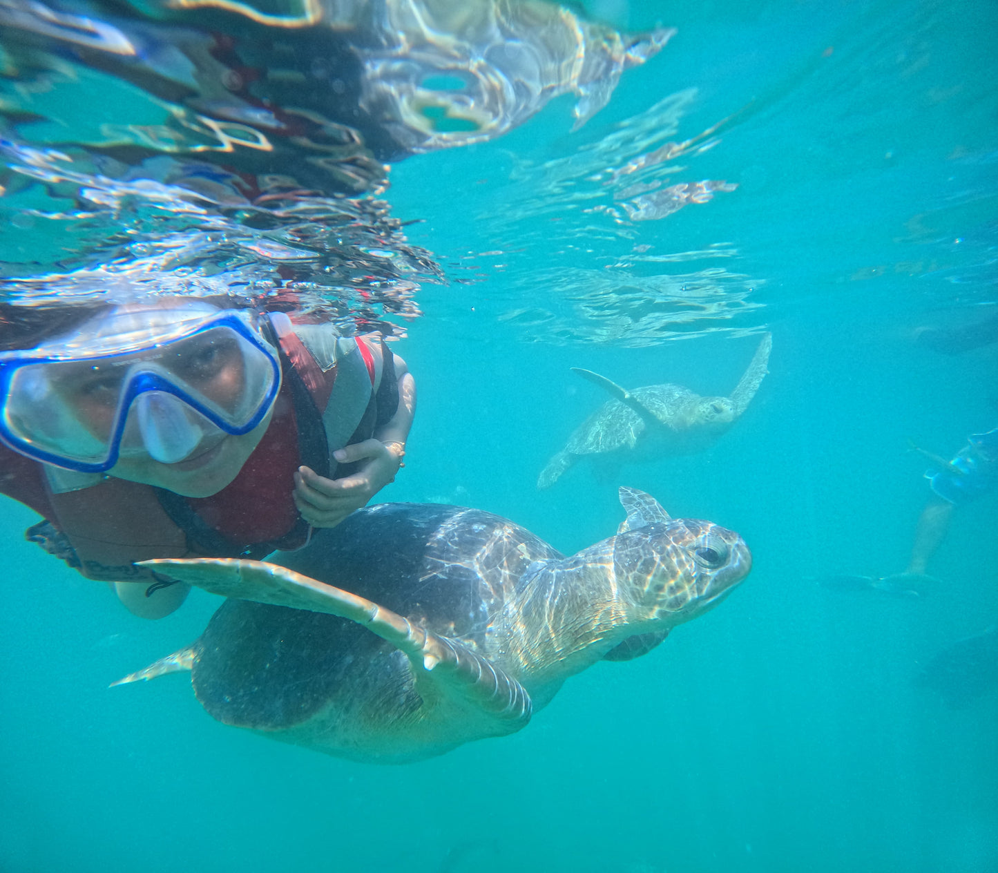 SWIM WITH TURTLES WITH COASTAL RIDE AND CEVICHE ON BOARD IN SLIDER