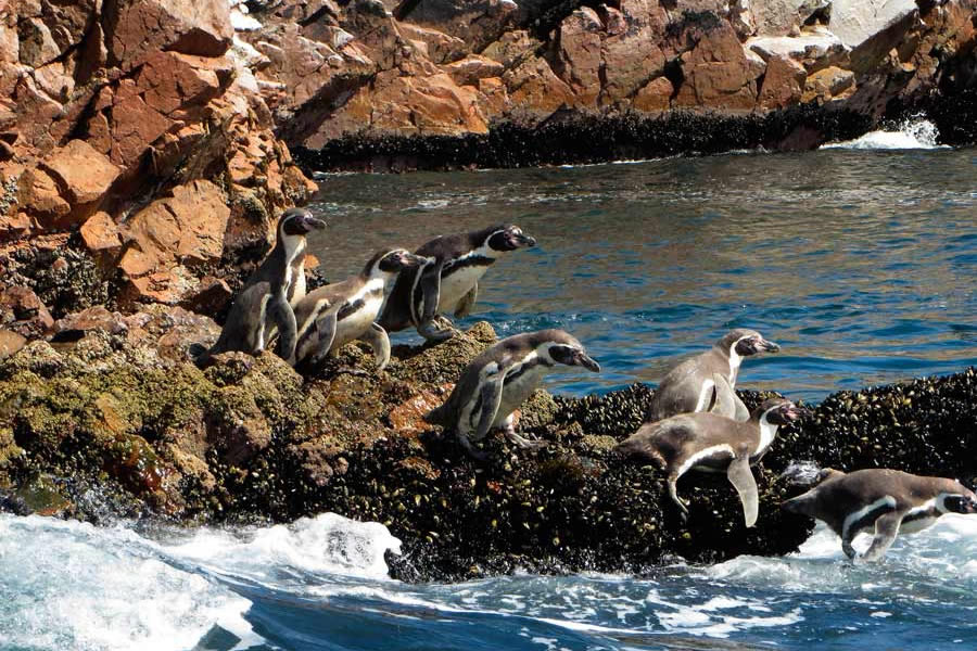 2 DIAS 1 NOCHE + TOUR PARACAS - ICA (Desde Paracas)