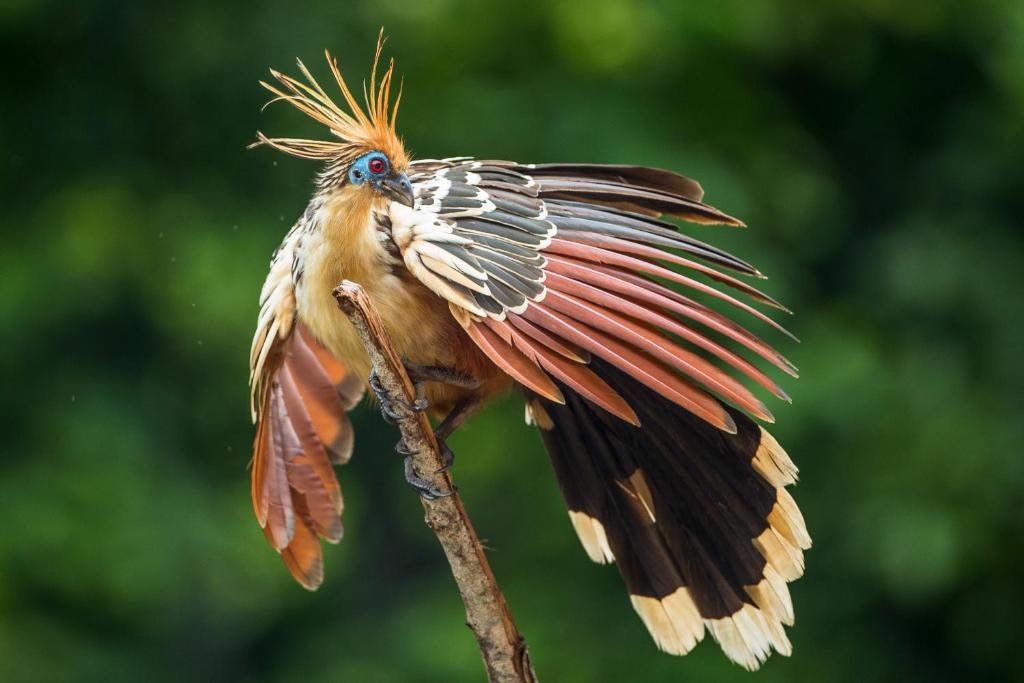 PUMARINRI AMAZON LODGE TARAPOTO - SAN MARTIN