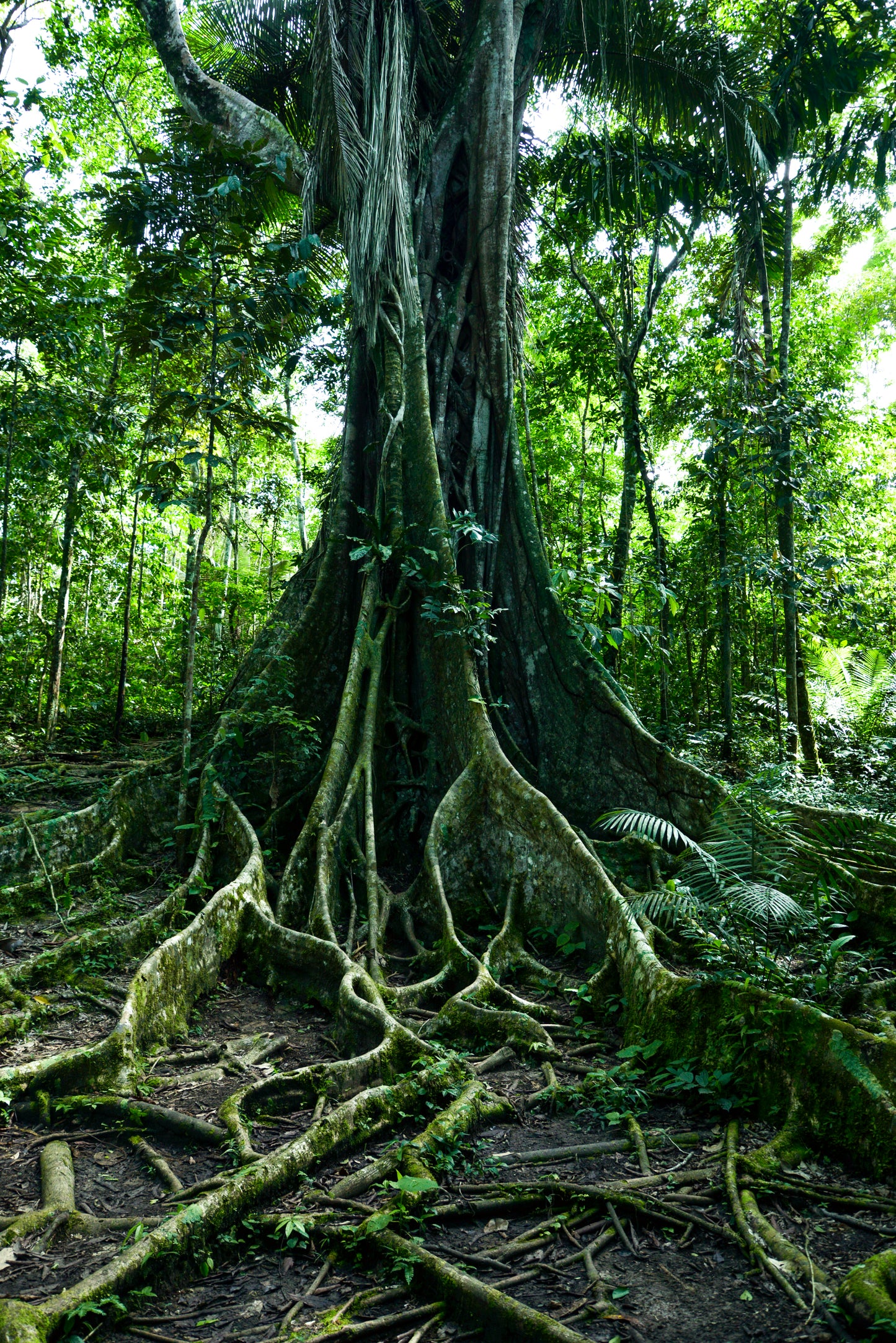 PUMARINRI AMAZON LODGE TARAPOTO - SAN MARTIN