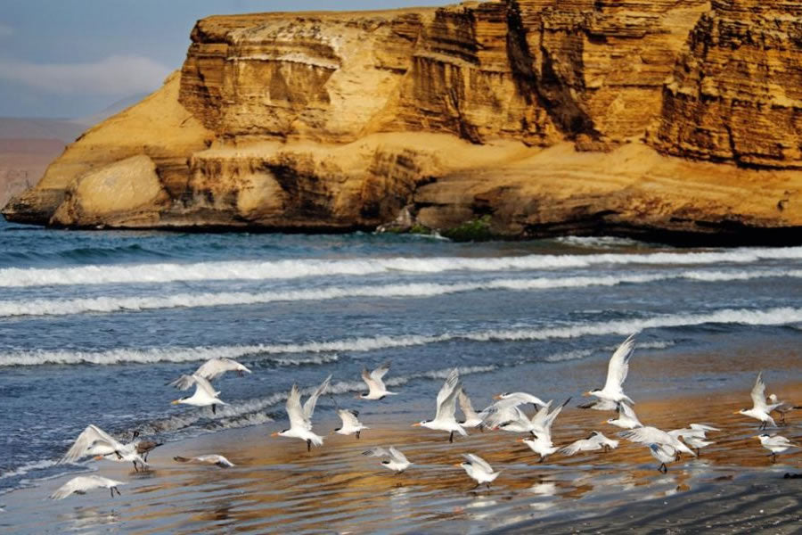 TOUR EN LA RESERVA NACIONAL DE PARACAS