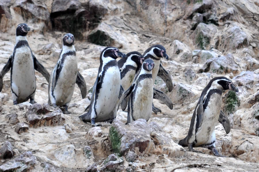 TOUR ISLAS BALLESTAS Y CUATRIMOTO EN LA RESERVA NACIONAL DE PARACAS