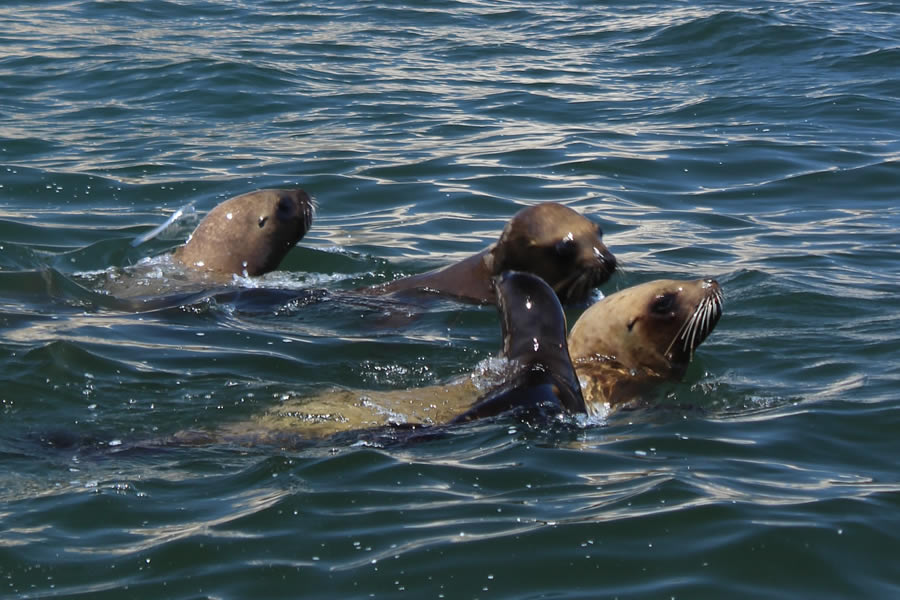 TOUR ISLAS BALLESTAS Y CUATRIMOTO EN LA RESERVA NACIONAL DE PARACAS