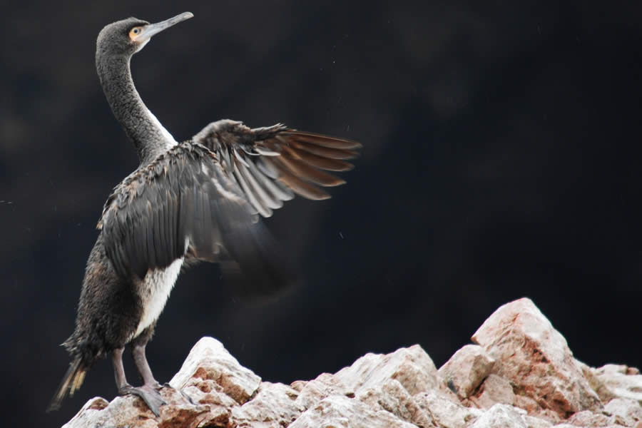 TOUR ISLAS BALLESTAS Y CUATRIMOTO EN LA RESERVA NACIONAL DE PARACAS