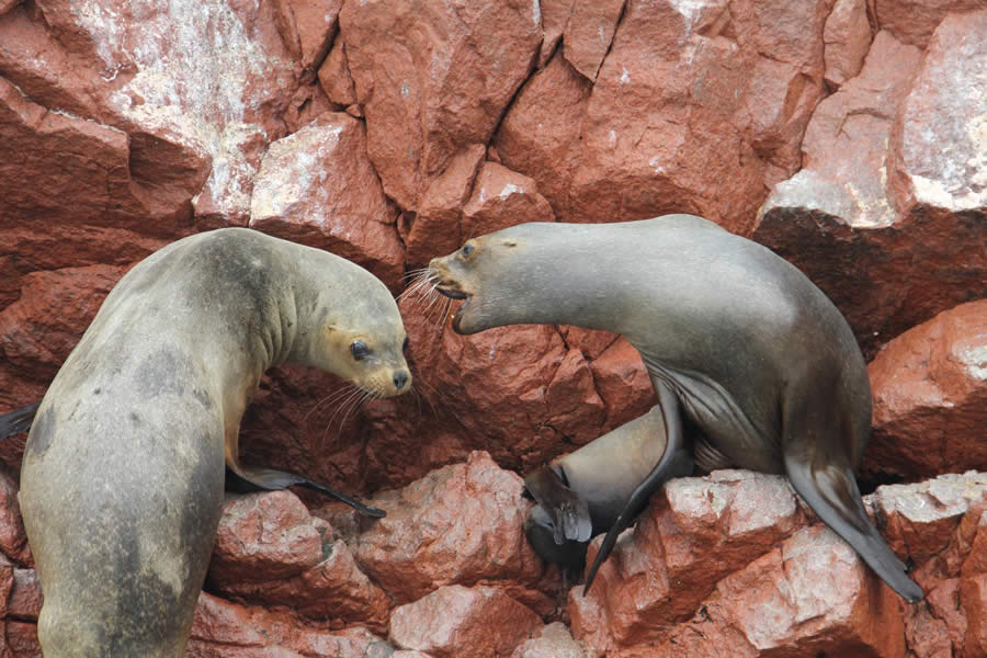 TOUR ISLAS BALLESTAS Y CUATRIMOTO EN LA RESERVA NACIONAL DE PARACAS