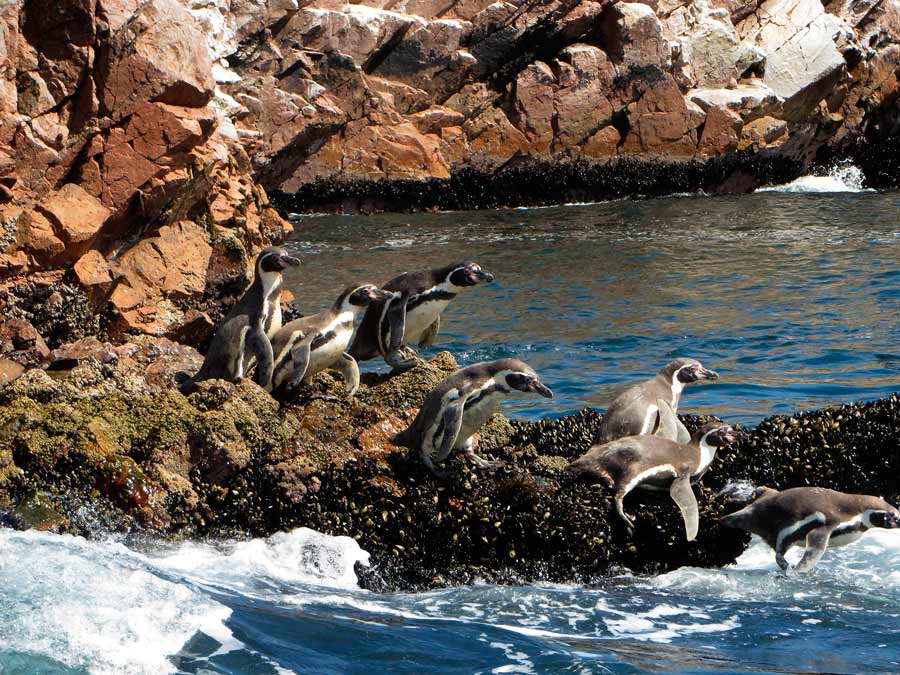 2 DIAS 1 NOCHE + TOUR PARACAS - ICA - NAZCA (Desde Paracas)