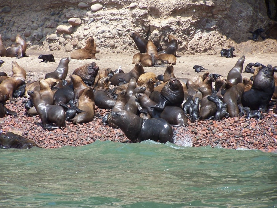 2 DIAS 1 NOCHE + TOUR PARACAS - ICA - NAZCA (Desde Paracas)