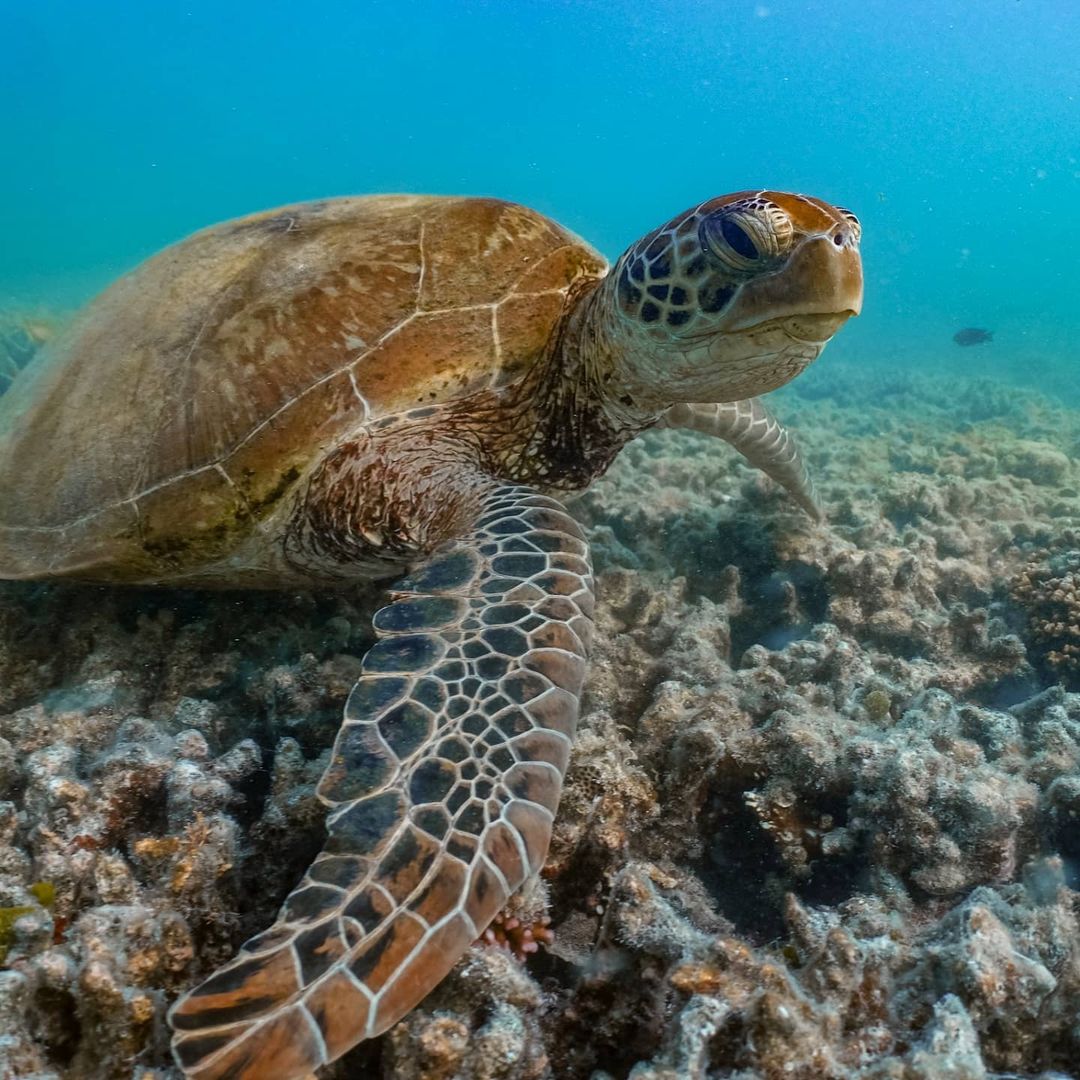 DIVING FOR BEGINNERS