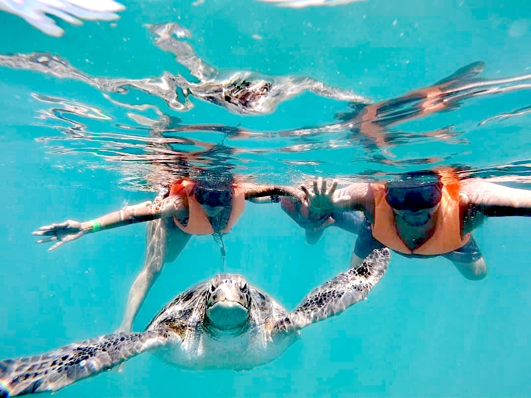 SWIM WITH TURTLES WITH COASTAL RIDE AND CEVICHE ON BOARD IN SLIDER