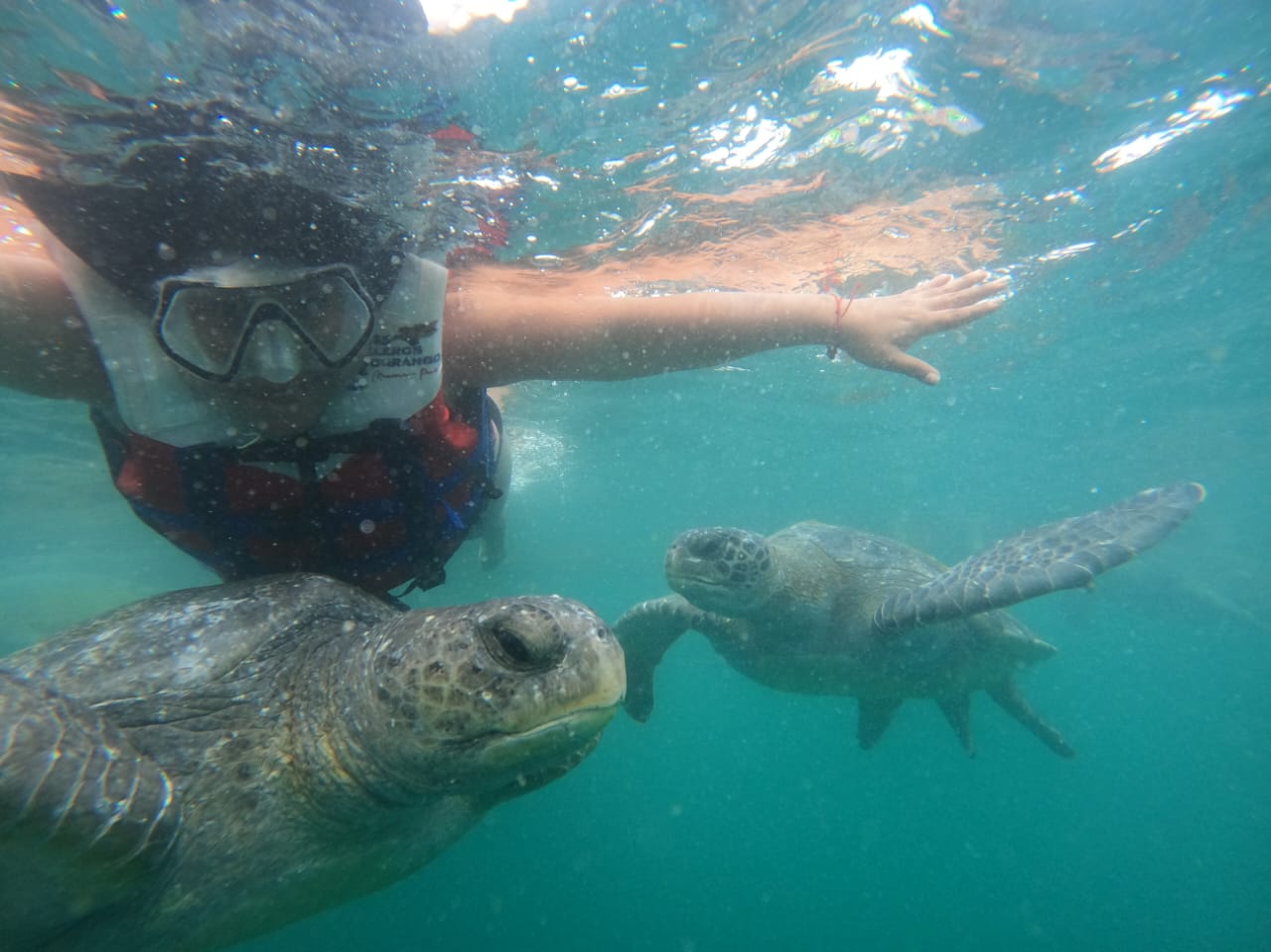 SWIM WITH TURTLES WITH COASTAL RIDE AND CEVICHE ON BOARD IN SLIDER