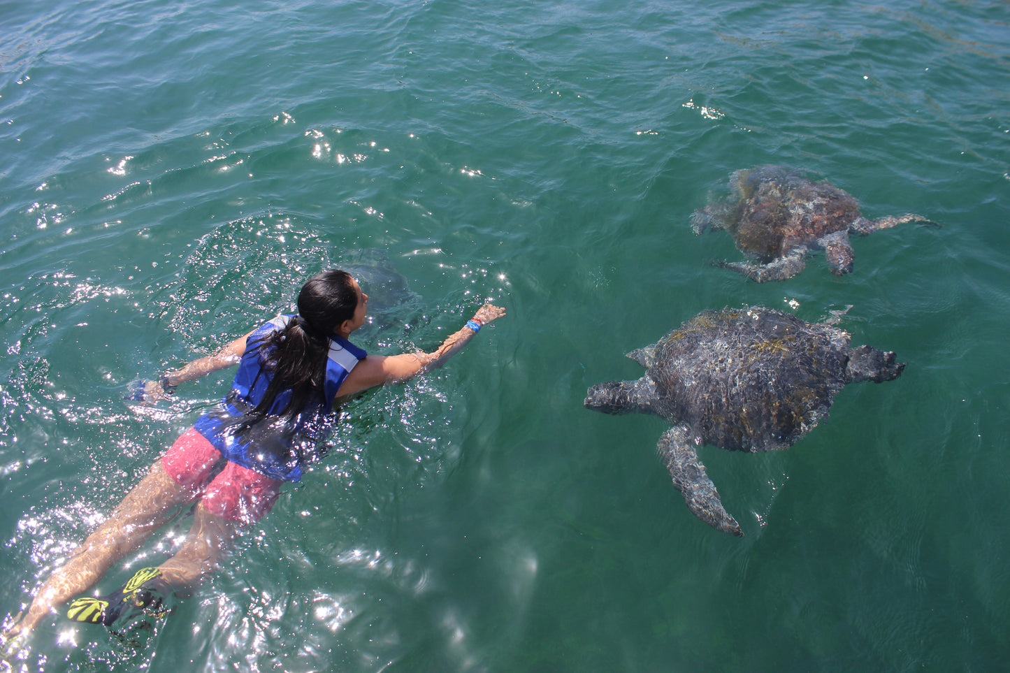 SWIM WITH TURTLES WITH COASTAL RIDE AND CEVICHE ON BOARD IN SLIDER